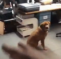 9.gif
