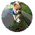 17.gif